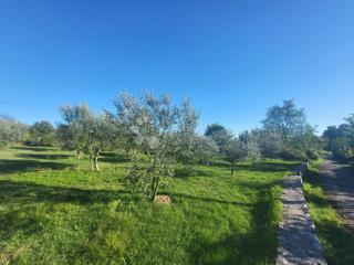 Terreno edificabile con bellissimi ulivi - 20 minuti da Parenzo