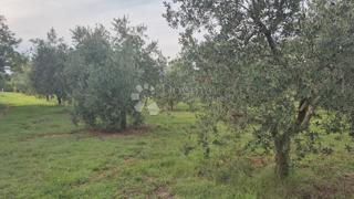 Uliveto con 205 ulivi in vendita a Šišan