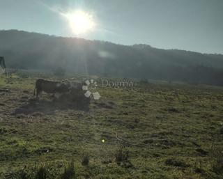 Terreno Svinica,118603m2