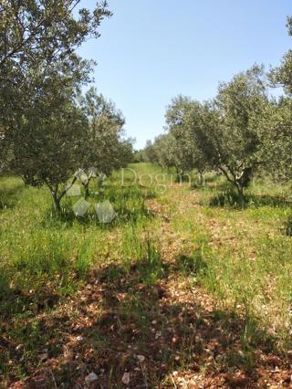 Terreno Peroj, Vodnjan, 8.511m2