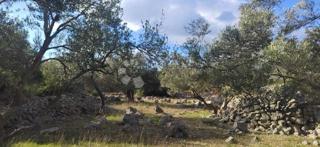 Terreno agricolo Krk, 4.032m2