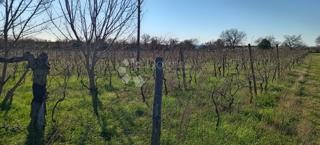 AMPIO TERRENO AGRICOLO (ex vigneto) PROSSIMO ALLA STRADA PRINCIPALE