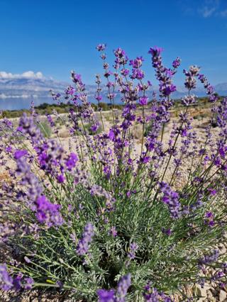 Terreno agricolo Donji Humac, Nerežišća, 10.600m2