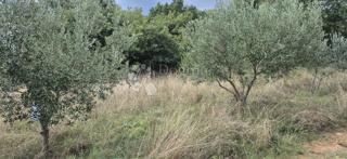 Terreno agricolo Šegotići, Marčana, 1.288m2