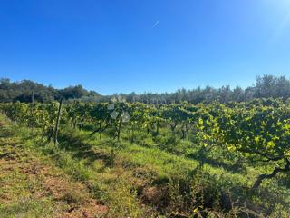 VIGNETO CON MALMAZIA ISTRIANA -Galižana