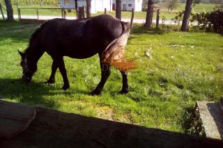 Casa Blatuša, Gvozd, 54m2