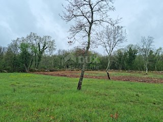 Terreno Muntrilj, Tinjan, brčići bb, 6.161m2