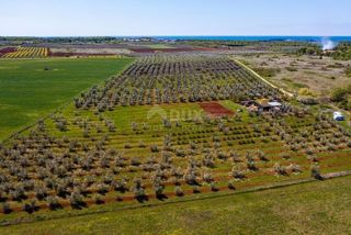 ISTRIA, CITTANOVA - Ampio uliveto con 300 piante di ulivo e annesso