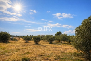 ISTRIA, VODNJAN – Terreno agricolo