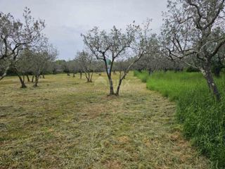 ISTRIA, FAŽANA - Bellissimo uliveto con kažun istriano 3.170 m2