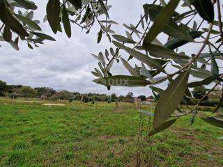 ISTRIA, ROVIGNO - Ampio terreno con due fabbricati