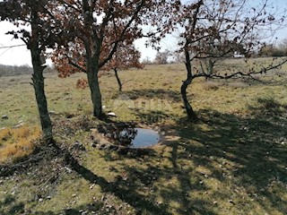 Terreno Sveti Ivan, Višnjan, 44.600m2