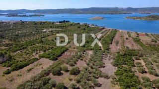 ZADAR, TURANJ - Uliveto con 55 ulivi - 3143m²