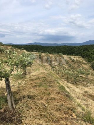 ISTRIA, DRAGUĆ - Un imponente uliveto con un edificio in rovina