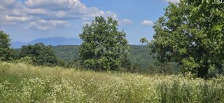 ISTRIA, TINJAN - Terreno edificabile adatto per un insediamento di 6 ville