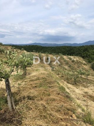 ISTRIA, DRAGUĆ – Un paradiso nascosto di ulivi con potenziale di rinnovamento