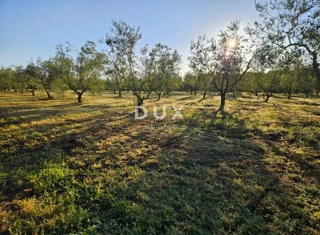 ISTRIA, ŠIŠAN - Terreno agricolo, con 205 uliveti, 8760 m2!