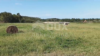 ISTRIA, BRTONIGLA - Bellissimo prato di 7596 m2