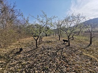 Terreno Kaldir, Motovun, 9.500m2