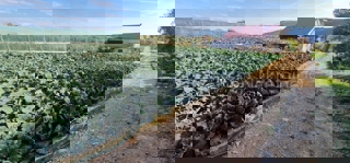 Trogir, Divulje, agricultural land 751 m2, only 120 m from the sea