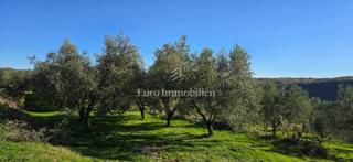 Pićan - terreno edificabile con uliveto e vigneto