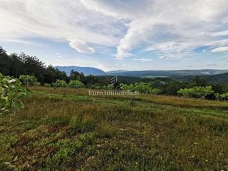 Piantagione di fichi biologici nell'entroterra dell'Istria