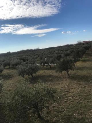 Benkovac - agricultural land 24,765 m2