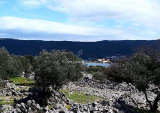 Krk - uliveto vicino al mare con vista mare