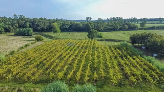 Vigneto piantato e terreno agricolo a Buje