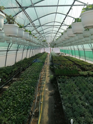 Istria, Parenzo, terreno agricolo recintato