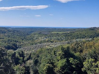 Nelle vicinanze di Buie, in una POSIZIONE ATTRAENTE con vista sul mare - un uliveto con 350 ulivi! ​