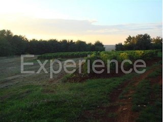 Kaštelir - terreno agricolo, superficie 12.100 m²