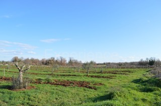Tar, terreno agricolo 7.628 m² – giovani ulivi piantati