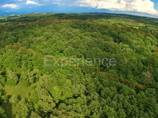 Kaštelir - foresta, superficie di 40.774 m²