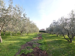 Kaštelir - terreno edificabile, superficie di 817 m²!