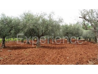 Labinci, terreno agricolo 2.449 m² – uliveto secolare