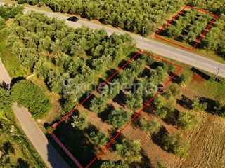 Vendita di terreno agricolo con ulivi secolari a Vabriga