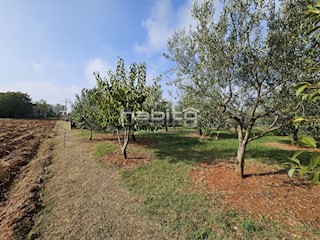 Parenzo 10 km - Terreno edificabile e agricolo a soli 8 km dal mare