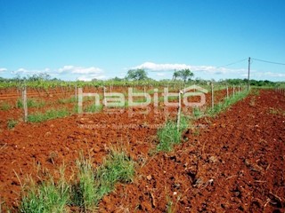 VIZINADA 3 km - Terreno edificabile di 4611 m2 con vista sul mare!