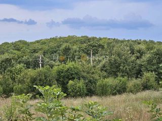 Terreno agricolo Vrsar, 8.000m2