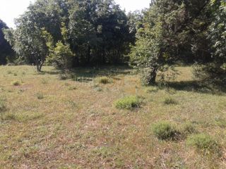 Terreno Bale, 20.000m2