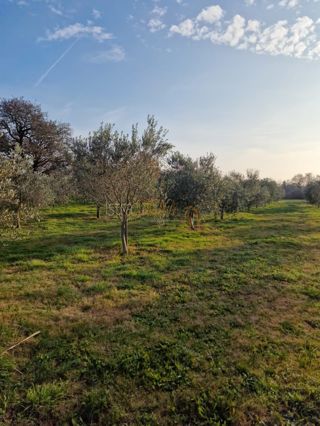 Terreno Ližnjan, 4.620m2