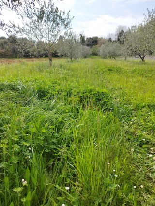 Terreno Juršići, Svetvinčenat, 5.490m2