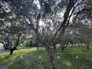 Istria, Parenzo, Vizinada, terreno edificabile 605m2, in vendita, tutte le infrastrutture