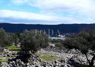 Krk - uliveto vicino al mare con vista mare