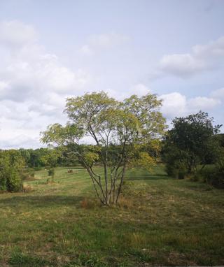 Terreno Cerovlje, 12.800m2