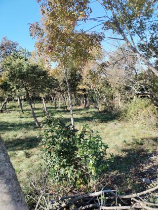 Terreno Barban, 1.247m2