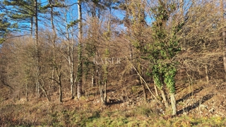 Istria, Vodice, terreno boschivo
