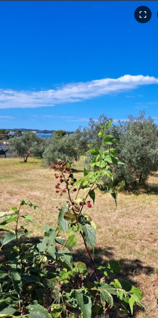 Istria, Fasana - terreno agricolo con vista mare