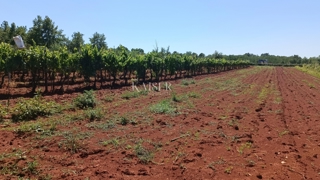 Istria - Baderna - terreno agricolo, 4510 m2